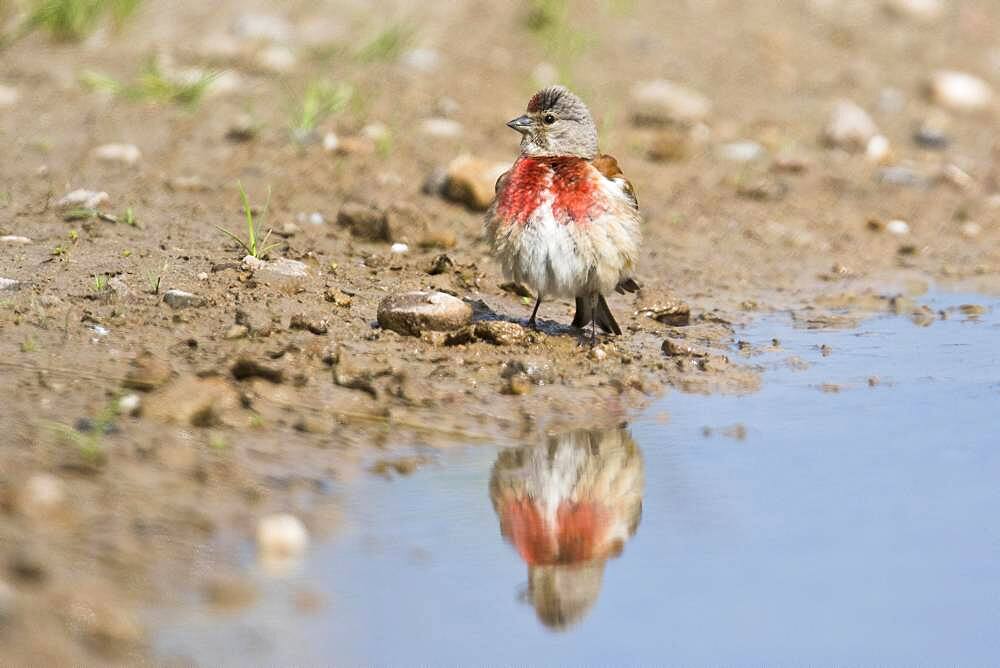 Linnet (Carduelis cannabina), reflected in a puddle, Emsland, Lower Saxony, Germany, Europe