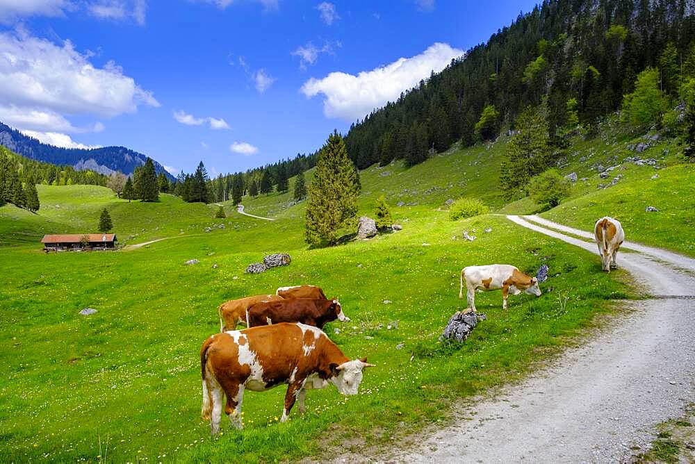 Cows on the mountain pasture, Arzmoos, Sudelfeld, Upper Bavaria, Bavaria, Germany, Europe