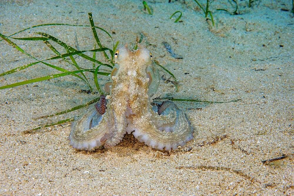 Juvenile octopus Common Octopus (Octopus vulgaris) on sandy seabed, Mediterranean Sea