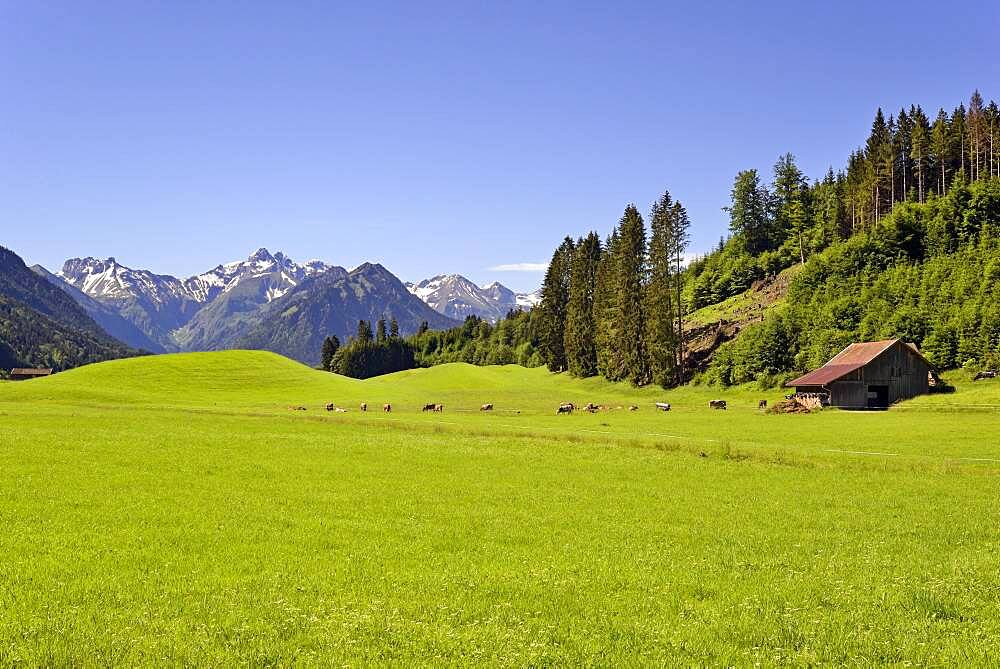 View from the meadows near the village Reichenbach to the mountain panorama of the Allgaeu Alps, in front the Himmelschrofen 1776 m, Allgaeu, Bavaria, Germany, Europe