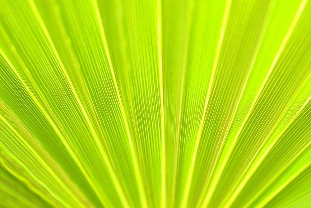 Fan palm Mexican Fan Palm (Washingtonia robusta), palm frond, close-up, North Rhine-Westphalia, Germany, Europe