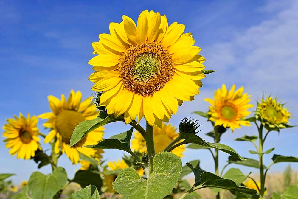 Sunflowers (Helianthus annuus), blossoms, blue sky, sunflower field, North Rhine-Westphalia, Germany, Europe