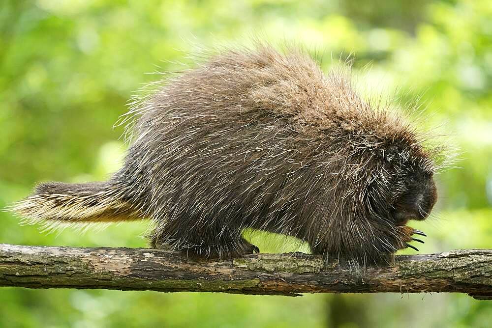 New World porcupine (Urson Erethizon Dorsatum) climbing on a branch, captive, France, Europe