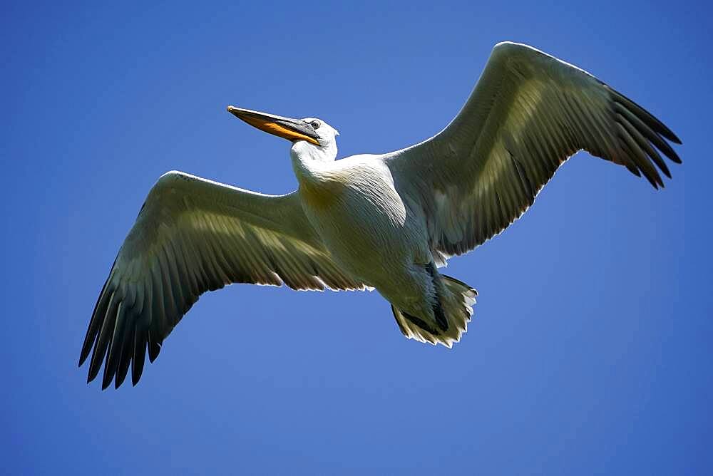 Dalmatian pelican (Pelecanus crispus), flying, France, Europe