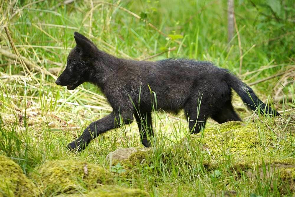 Timberwolf, American wolf Mackenzie Valley Wolf (Canis lupus occidentalis) pup in a meadow, Captive, France, Europe