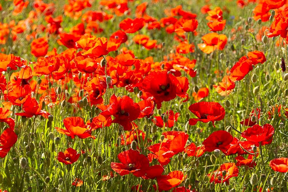 Field of poppies, Puy de Dome department, Auvergne-Rhone-Alpes, France, Europe