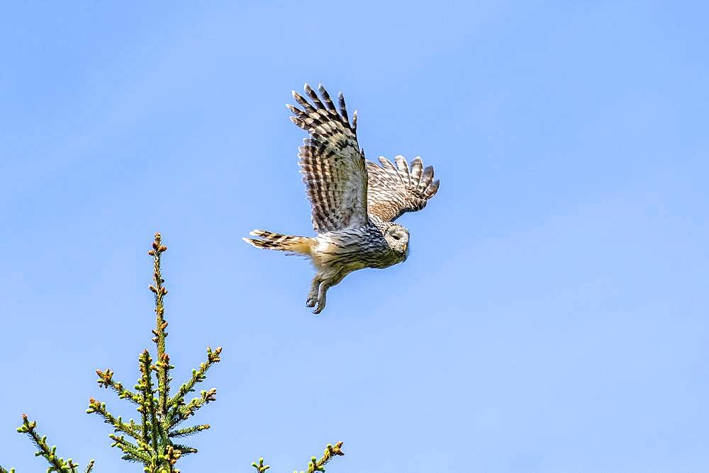 Ural owl (Strix uralensis) in flight, Notranjska Region, Slovenia, Europe