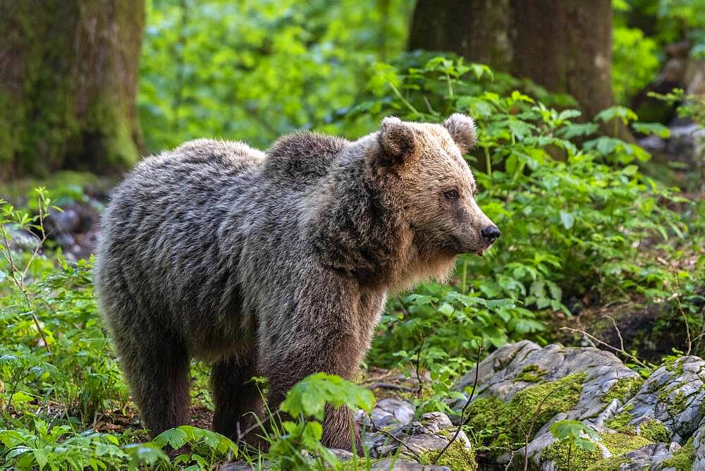 European brown bear (Ursus arctos arctos) in the forest, Notranjska region, Slovenia, Europe