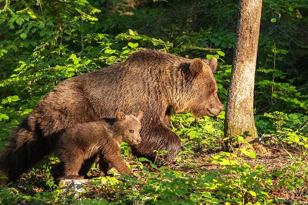 European brown bear (Ursus arctos arctos), mother with cub in forest, Notranjska Region, Slovenia, Europe