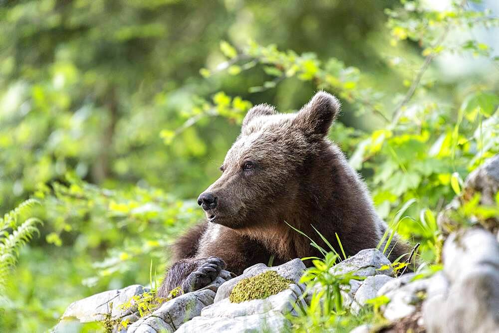 European brown bear (Ursus arctos arctos), lying in the forest, Notranjska region, Slovenia, Europe