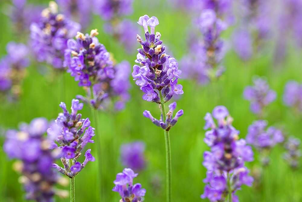 Lavender Common lavender (Lavandula angustifolia), Baden-Wuerttemberg, Germany, Europe