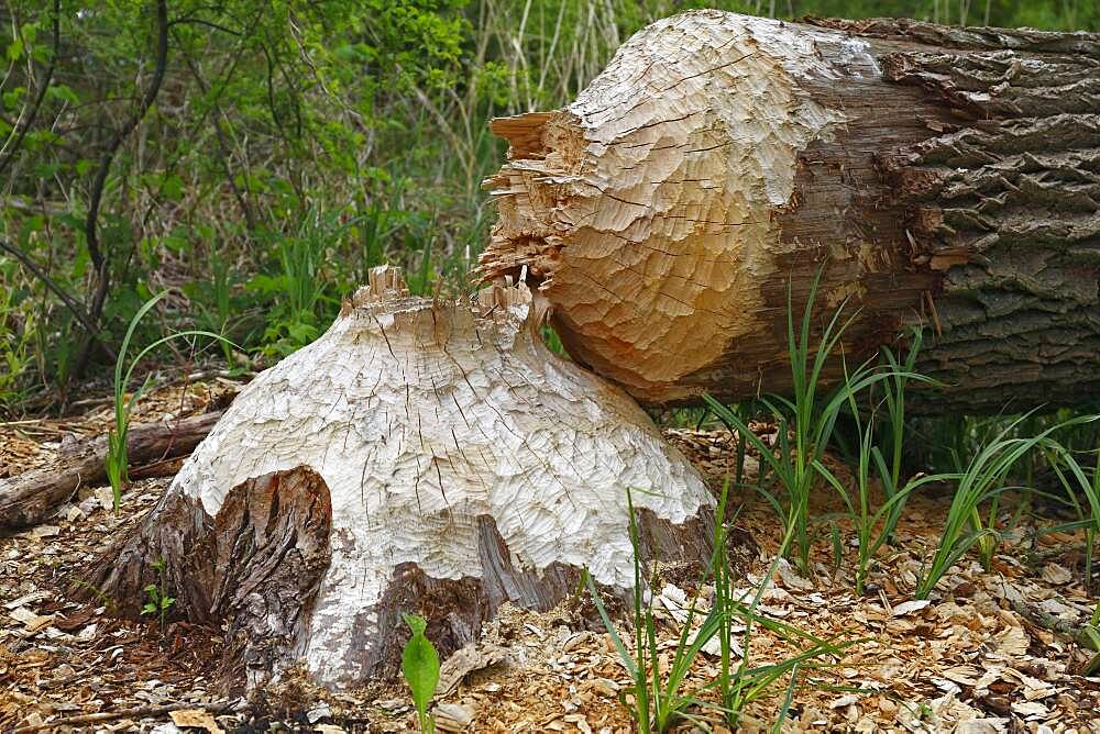 Beaver European beaver (Castor fiber), tree felled by a beaver about 80cm thick, Naturpark Flusslandschaft Peenetal, Mecklenburg-Vorpommern, Germany, Europe