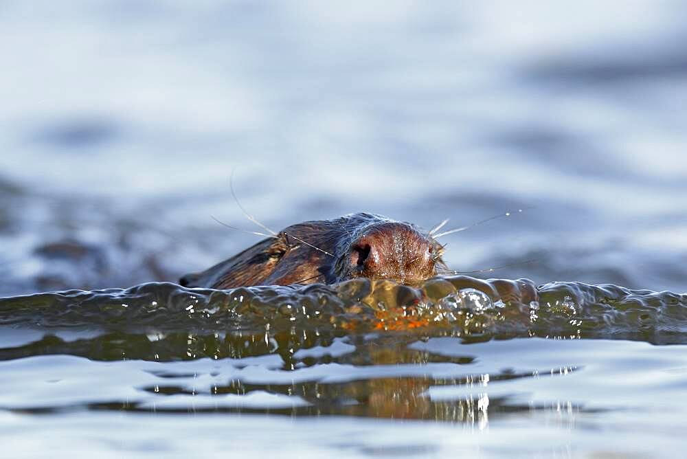 Beaver European beaver (Castor fiber), beaver swims towards the photographer after surfacing, Naturpark Flusslandschaft Peenetal, Mecklenburg-Vorpommern, Germany, Europe