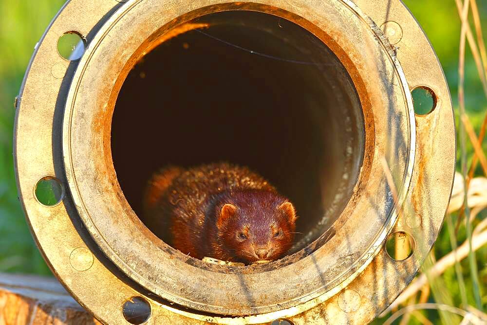 American Mink (Neovison vison) (Syn.: Mustela vison) sunbathing in a drainage pipe, Naturpark Flusslandschaft Peenetal, Mecklenburg-Vorpommern, Germany, Europe