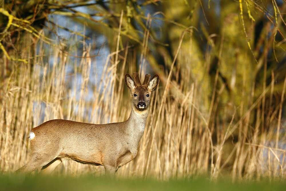 European roe deer (Capreolus capreolus), roebuck in a bast in a meadow, Naturpark Flusslandschaft Peenetal, Mecklenburg-Western Pomerania, Germany, Europe