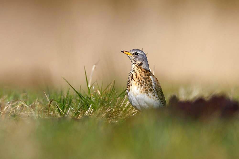 Fieldfare (Turdus pilaris) in a biotope in a meadow, Naturpark Flusslandschaft Peenetal, Mecklenburg-Western Pomerania, Germany, Europe