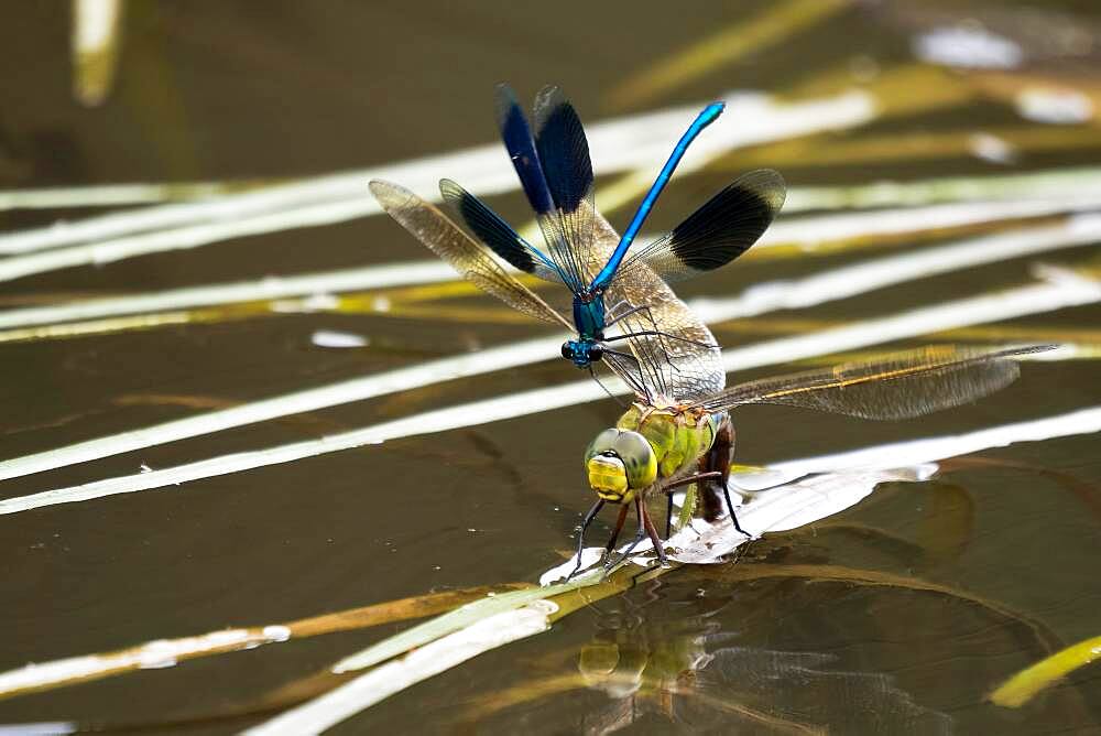 Southern Hawker (Aeshna cyanea), female, laying eggs, attacked by banded damselfly Banded demoiselle (calopteryx splendens), male, Hesse, Germany, Europe