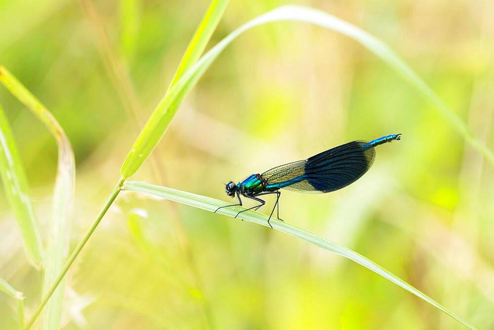 Banded demoiselle (calopteryx splendens), male, sitting on reed stalk, Hesse, Germany, Europe