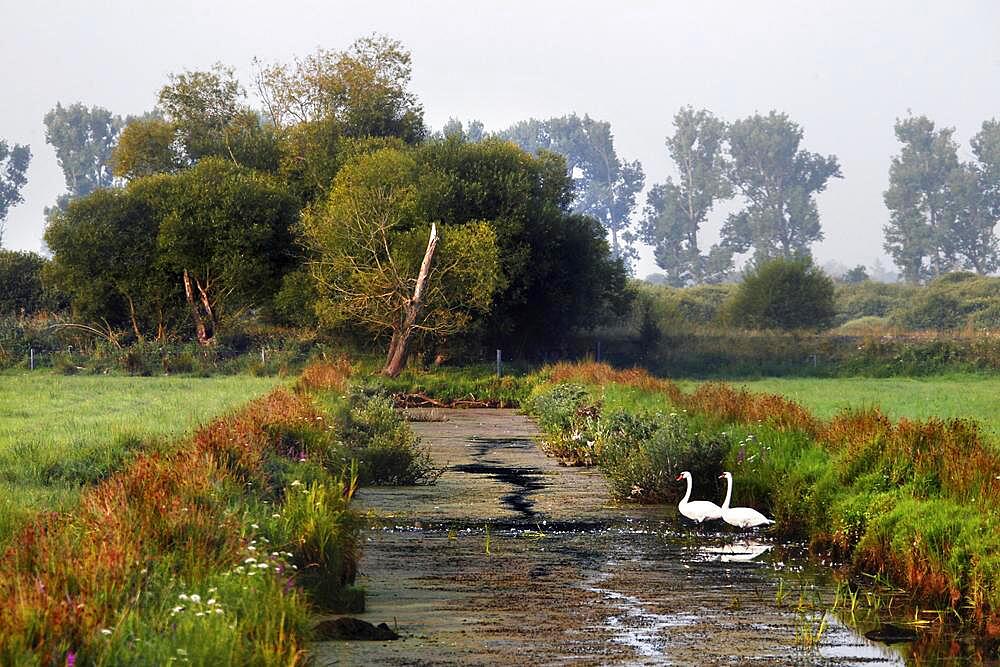 Grassland in the Droemling, swans in the drainage ditch, Olor, lowland moor, lowland area, biosphere reserve, nature reserve, Kolonnenweg, Lochplattenweg, inner-German border installation, Gruenes Band, border path, near Oebisfelde, Boerde District