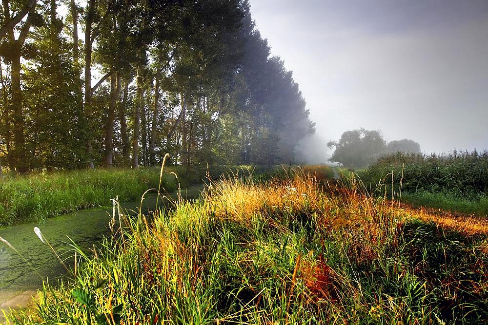 Grassland in the Droemling, drainage ditch, lowland moor, lowland area, biosphere reserve, nature reserve, Kolonnenweg, Lochplattenweg, inner-German border installation, Gruenes Band, border path, near Oebisfelde, Boerde County, Saxony-Anhalt, De