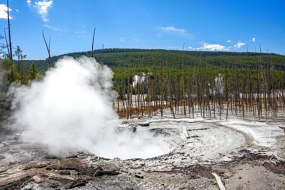 Steaming hot spring, dead trees in the back, Noris Geyser Basin, Yellowstone National Park, Wyoming, USA, North America