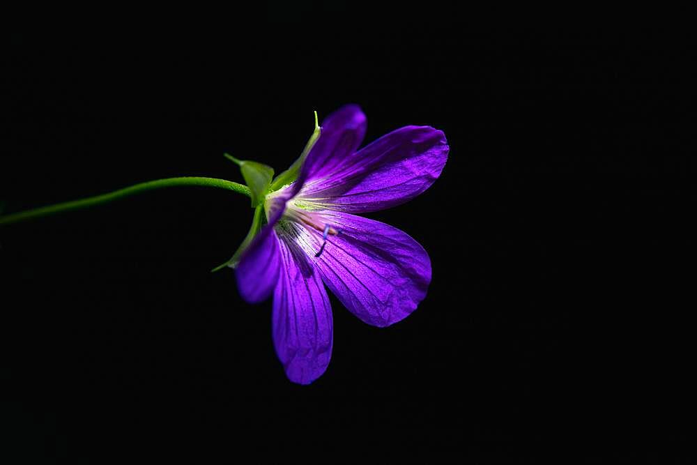 Wild geranium, Geranium maculatum, violet flower on black background, still life photography, Poland, Europe