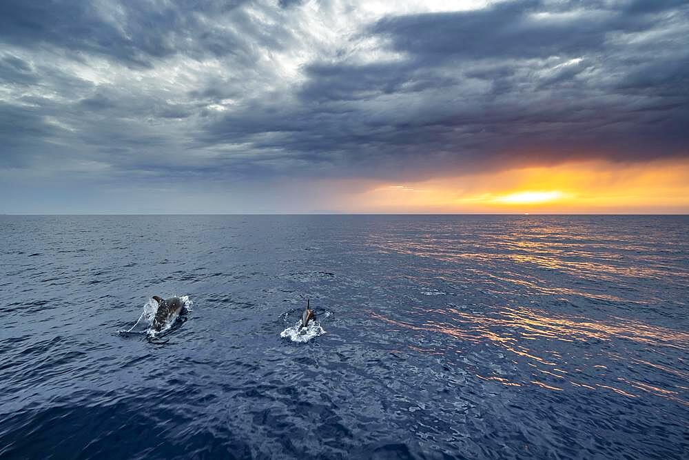 Two dolphins in the sea, view over the open sea to the setting sun, dramatic cloudy sky at sunset, Rhodes, Dodecanese, Greece, Europe