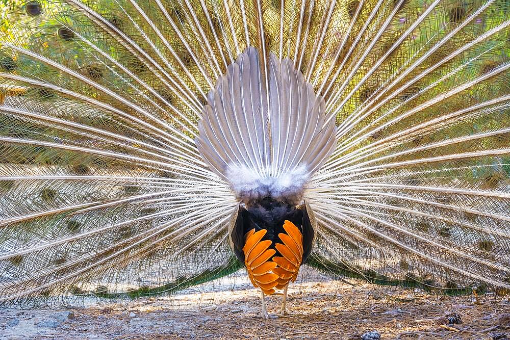 Indian peafowl (Pavo cristatus) doing cartwheels, View from behind, Blue peacock forest Plaka Forest, Kos, Dodecanese, Greece, Europe