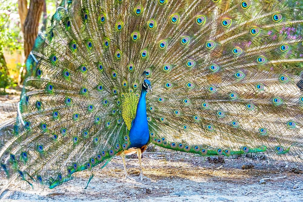 Indian peafowl (Pavo cristatus) beats wheel, Blue peacock Plaka Forest, Kos, Dodecanese, Greece, Europe