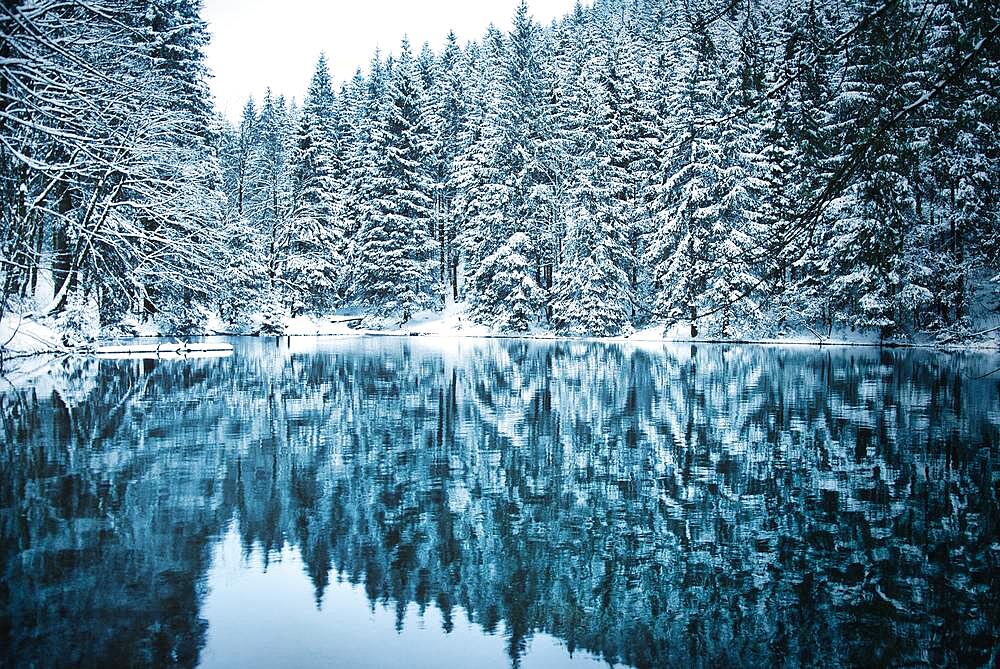 Lake in coniferous forest with snow, Pfanntalsteich, Thuringian Forest, Thuringia, Germany, Europe