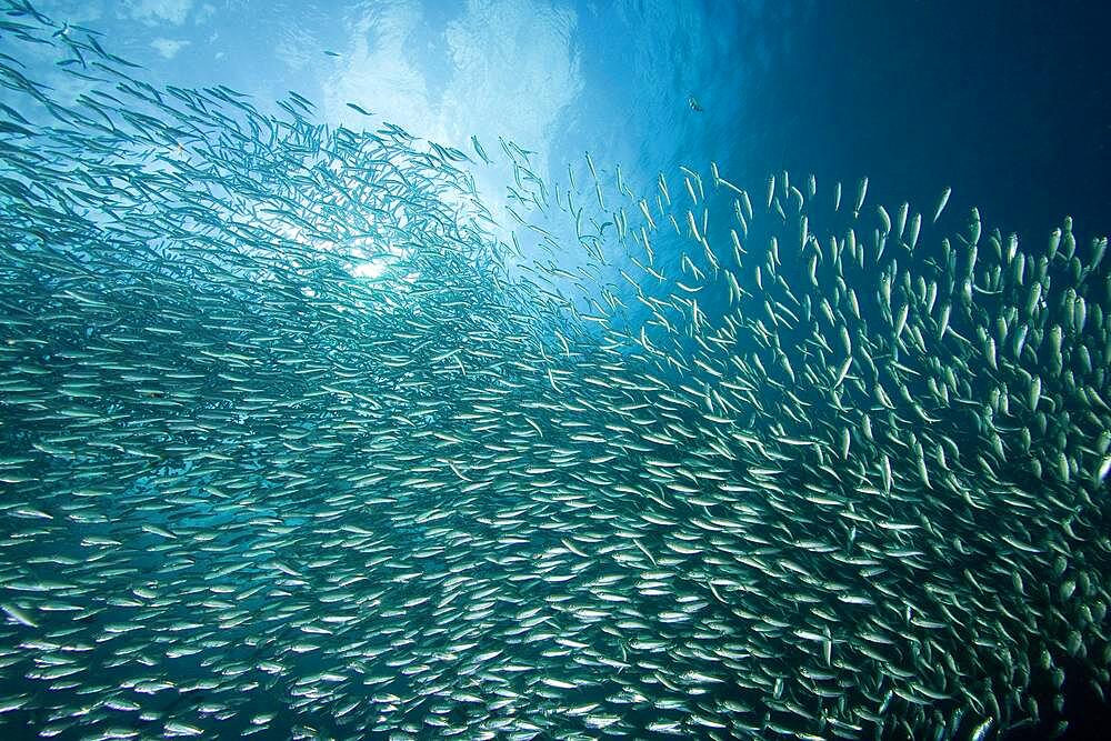 Shoal of Sardinops (Sardinops sagax) sardines, Indian Ocean, Pescador Island, Moalboal, Cebu, Philippines, Asia