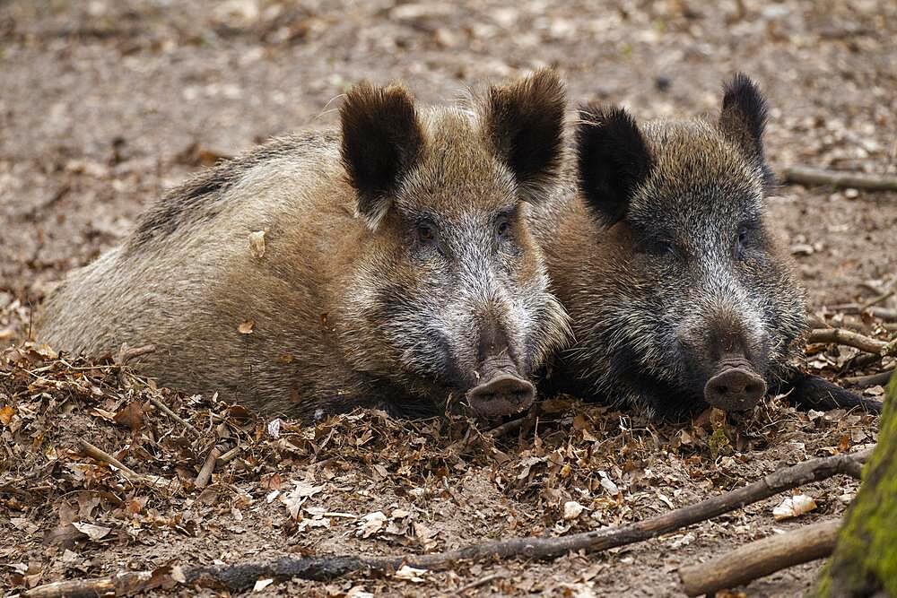 Wild boars (Sus scrofa), wild boar, Germany, Europe