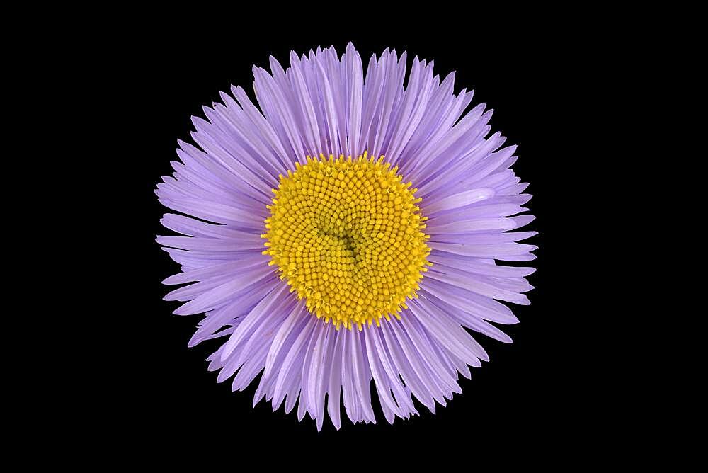 Gorgeous professional weed (Erigeron speciosus) Aspen professional weed, flower, North America, Germany, Europe