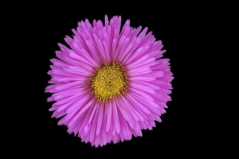 Fine beam aster (Erigeron speciosus hybrid), flower, Germany, Europe