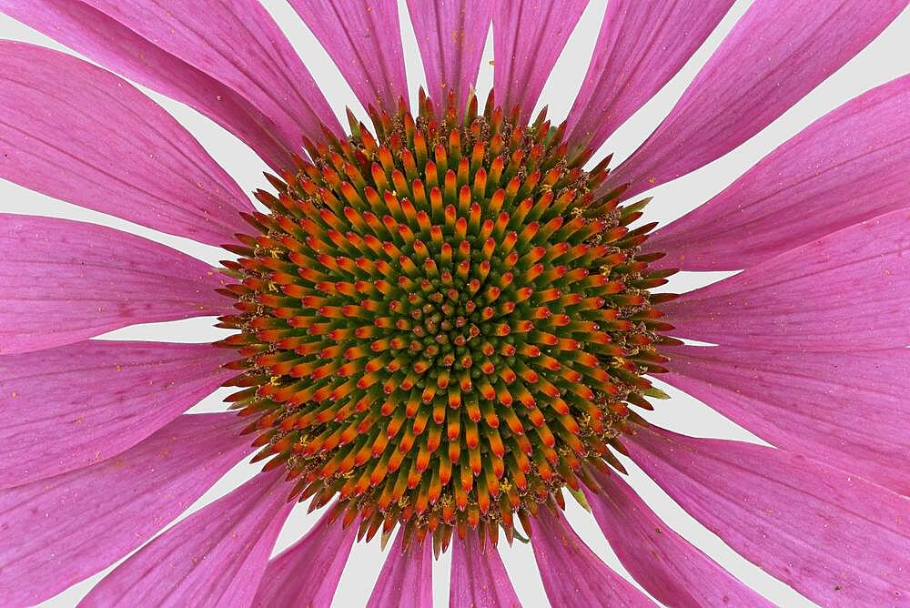 Purple Cone flower (Echinacea purpurea), flower, North America, Germany, Europe