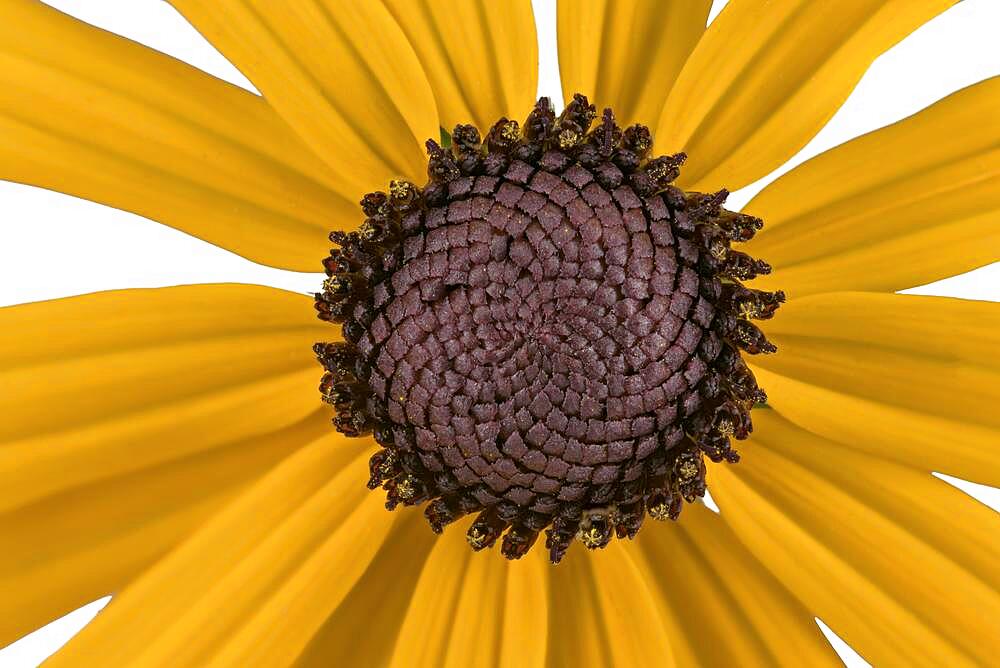 Orange coneflower (Rudbeckia fulgida), flower, North America, Germany, Europe