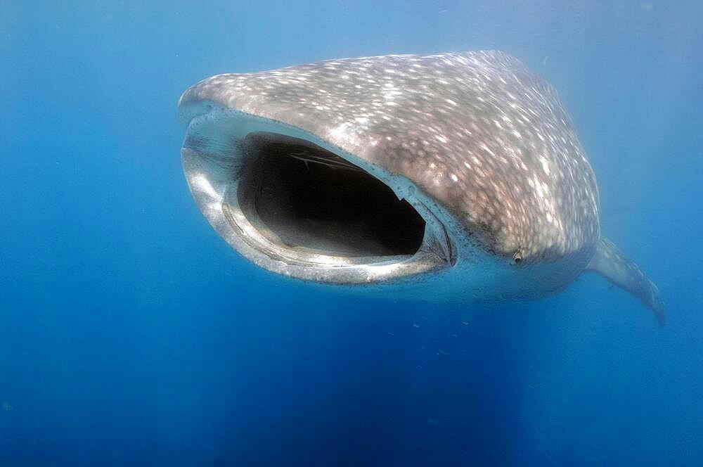 Whale shark (Rhincodon typus) swallows plankton, has a ship's keeper (Echeneis naucrates) in its mouth, Philippine Sea, Philippines, Asia