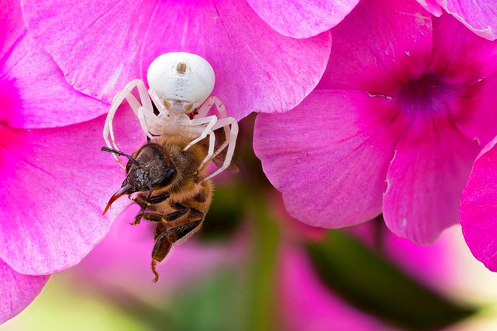 Goldenrod crab spider (Misumena vatia) with victim on phlox flower, Hesse, Germany, Europe