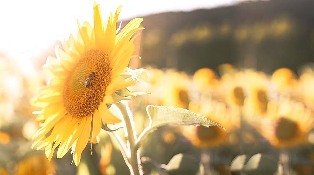 Close up of a Bee on a sunflower in the field