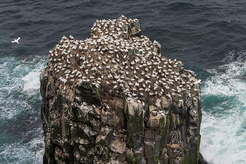 Rock needle Stori Karl, gannet colony, Northern gannet (Morus bassanus), Skouvikurbjarg, Langanes Peninsula, Norourland eystra, Iceland, Europe