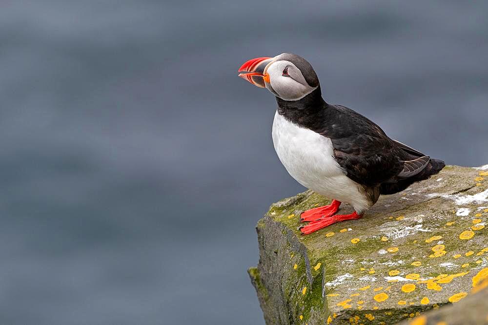 Puffin (Fratercula arctica) on a cliff above the sea, Skoruvikurbjarg bird cliff, Langanes Peninsula, Norourland eystra, Iceland, Europe