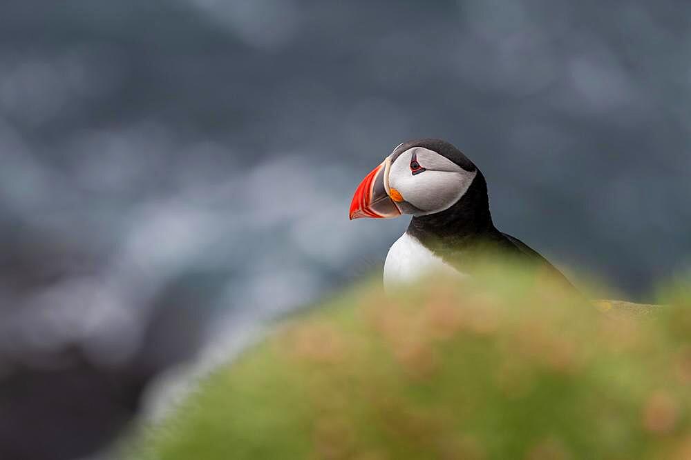 Puffin (Fratercula arctica) on a cliff above the sea, Skoruvikurbjarg bird cliff, Langanes Peninsula, Norourland eystra, Iceland, Europe