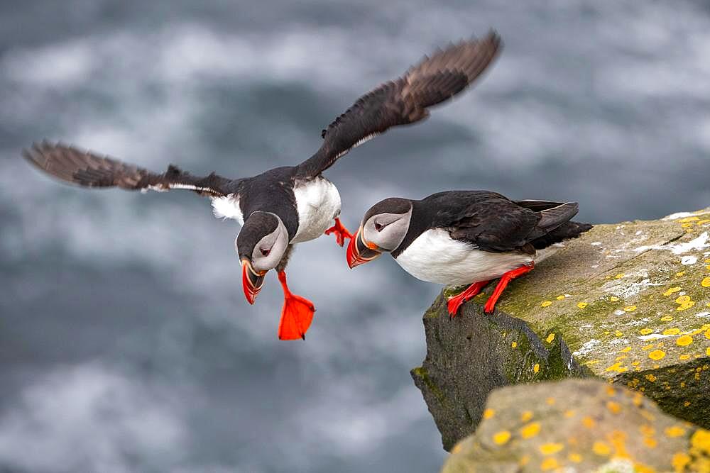 Puffin (Fratercula arctica) on a cliff above the sea, Skoruvikurbjarg bird cliff, Langanes Peninsula, Norourland eystra, Iceland, Europe