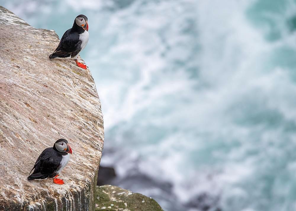 Puffin (Fratercula arctica) on a cliff above the sea, Skoruvikurbjarg bird cliff, Langanes Peninsula, Norourland eystra, Iceland, Europe