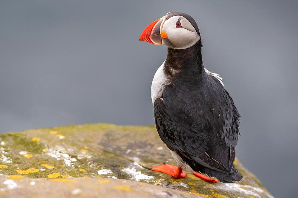 Puffin (Fratercula arctica) on a cliff above the sea, Skoruvikurbjarg bird cliff, Langanes Peninsula, Norourland eystra, Iceland, Europe