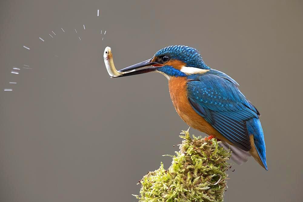 Common kingfisher (Alcedo atthis) with fish, Muensterland, North Rhine-Westphalia, Germany, Europe