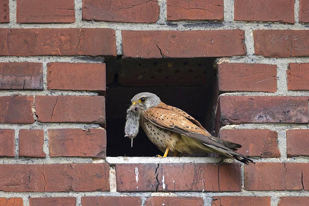 Common kestrel (Falco tinnunculus) with prey, Muensterland, North Rhine-Westphalia, Germany, Europe