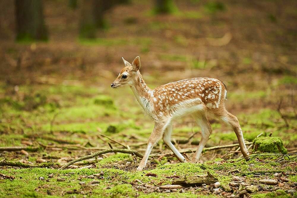 European fallow deer (Dama dama) or common fallow deer youngster in a forest, Bavaria, Germany, Europe