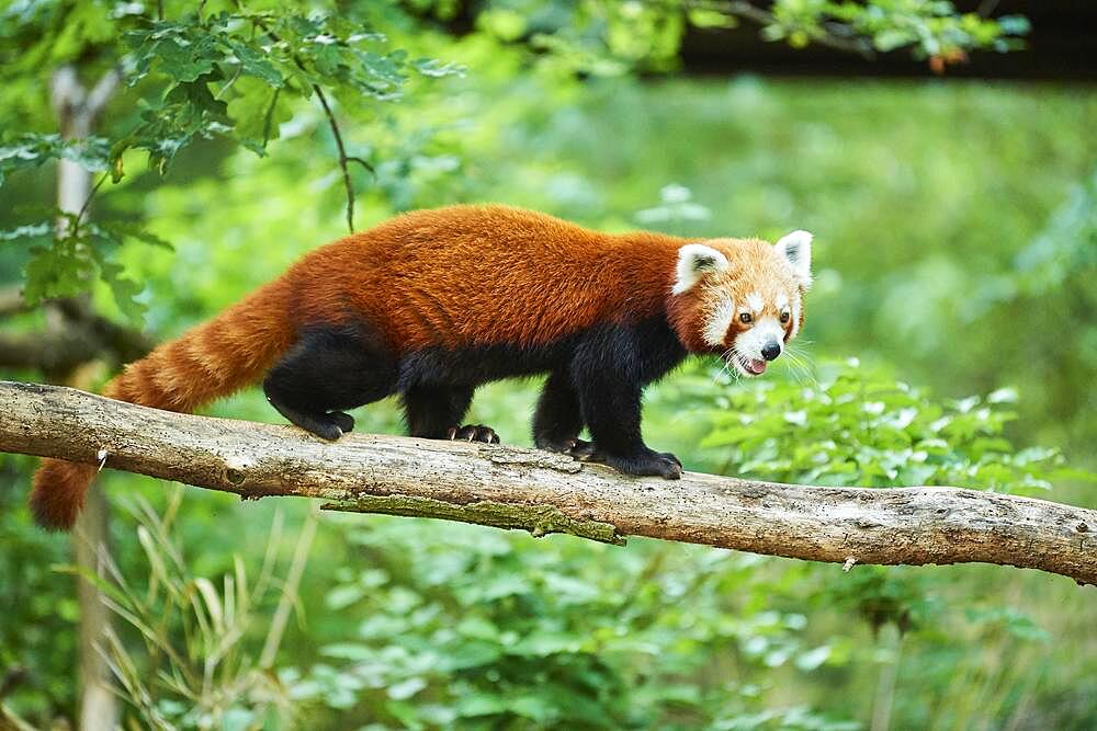 Wed panda (Ailurus fulgens), walking on a lying tree, captive, Bavaria, Germany, Europe