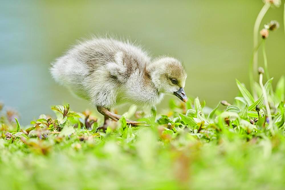 Greater white-fronted goose (Anser albifrons) chick on a meadow, Bavaria, Germany, Europe